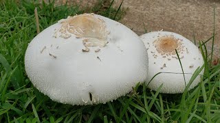 เห็ดร่มปลอม Chlorophyllum molybdites, Green-spored parasol