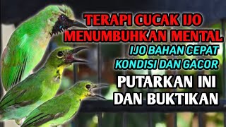 pancingan cucak ijo bahan, pasti nyaut bunyi dan gacor