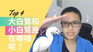 【YA！我們來對決吧！】EP2 大白鷺和小白鷺差在哪？｜觀鳥人