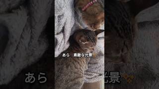 ヌシのひざの上で素敵な光景が？#保護猫 #多頭飼い #猫動画 #cats #shorts #ＣＡＴＳ#おすすめ