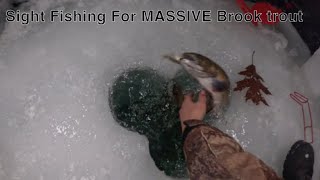 BIG BROOK TROUT Through sight fishing hole!!! (Purple rainbow trout?!)