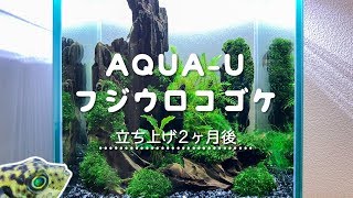 【AQUA-U】フジウロコゴケ水槽3ヶ月目【アクアリウム】