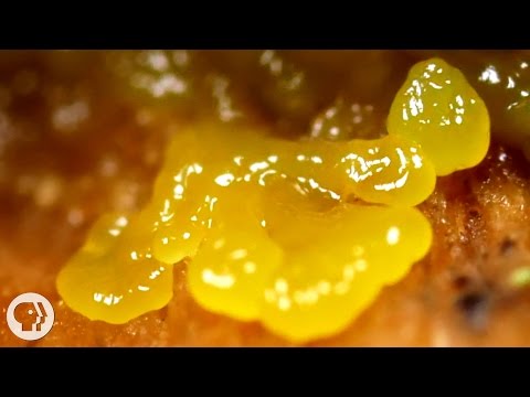 How do slime molds resemble protists?