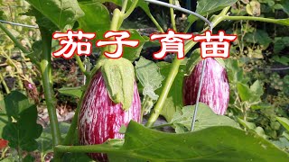 茄子育苗到收获的种植全过程｜早熟与高产秘诀How to plant eggplant from seeds