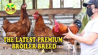 THE LATEST PREMIUM BROILER BREED