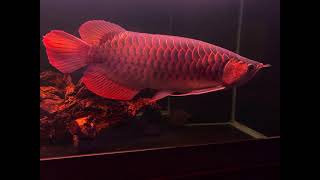 龍魚專賣-水族藍圖貿易-SUMO紅龍48cm.