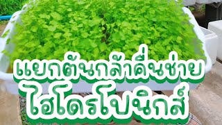 แม่นุ้ยพามาย้ายต้นกล้าคื่นช่ายไร้ดิน☘️