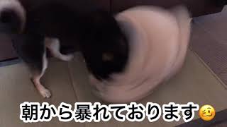 今週の犬の散歩＃１４【黒豆柴八兵衛】１歳１１カ月