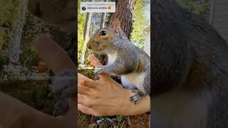 Słodka Wiewiórka 🐿️ Sweet Squirrel plays with Human Mom