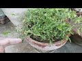 how to use bone meal fertilizer. organic steam crush bone powder for plants