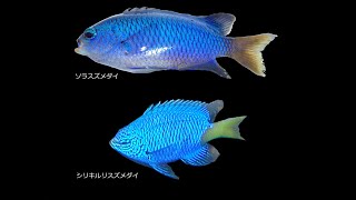 魚の見分け方012.ソラスズメダイとシリキルリスズメダイの見分け方