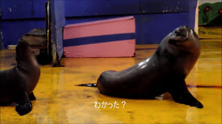 【アシカ】奏多の試練（伊勢シーパラダイス／水族館）