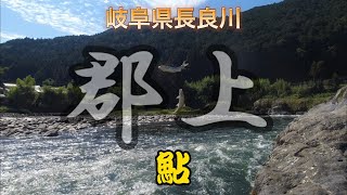 #Shorts 岐阜県長良川郡上へ鮎釣行！