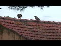 baby seagulls on the roof s1290007