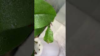 #leafinsects Adult male of a leaf insect Pulchriphyllium pulchrifolium West Java.