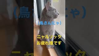 ニャルソックする横顔が美人すぎる猫（ロシアンブルー）#shorts