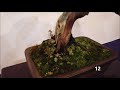 95th kokufu ten bonsai exhibition 2021 part 2 video a 第９５国風盆栽展 　令和3年　 後期（ビデオ　a ）en it