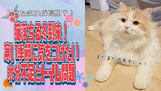 冬の前に備えたい！猫のお水とトイレ問題＆大型猫の成長期っていつまで？#ラガマフィン #猫動画 #cat