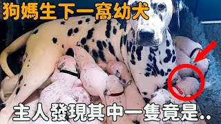 狗狗懷孕數月生下一窩幼犬，主人上前細看時，發現其中一隻竟不是...