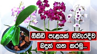 නිවැරදිව ඕකිඩ් පැලයක් සිටුවන ආකාරය-How to grow orchid in Sinhala-Orchid Cultivation Step by Step