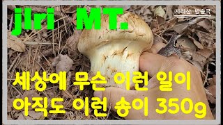 아직도 이런 대물 송이가 나옵니다.