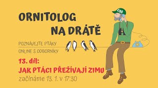 Ornitolog na drátě - 13. díl: Jak ptáci přežívají zimu