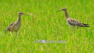 小杓鷸/Little Curlew