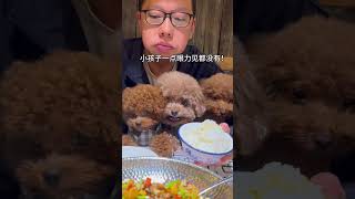 稳坐狗王宝座的狗子，平时都怎么开摩托车#cute #dogs #toypoddle