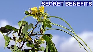 99% People Don’t Know the Health Benefits of Senna Tora or Cassia Tora