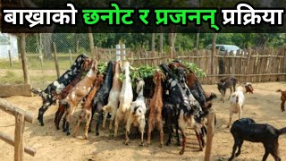 बाख्रापालनमा प्रजनन सम्बन्धी महत्त्वपुर्ण जानकारी||Goat farming training in Nepal