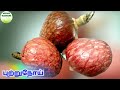 ராமர் சீதா பழம் பயன்கள் ram seetha fruit benefits red custard apple benefits ram seetha palam