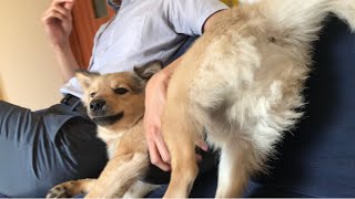 【奪う雑種犬】忙しい朝時間に愛を育む2人