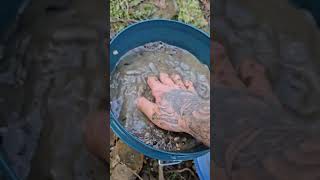 Dredging an Australian Creek For Chunky Gold! #gold #dredge #handtool #clickbait