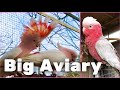 Galah Cockatoo | Major Mitchell Cockatoo | visiting a great breeder