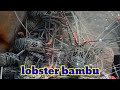 Lobster bambu dari laut mentawai