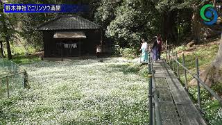 野木神社でニリンソウ満開 野木