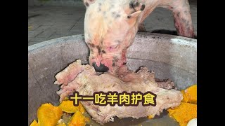 “杀人犬”十一吃大餐护食，与坦克隔笼相互叫嚣，大战一触即发