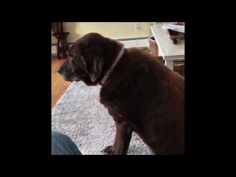 Dog farting louder than any human Dog farting louder than any human