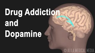 Mechanism of Drug Addiction in the Brain, Animation.