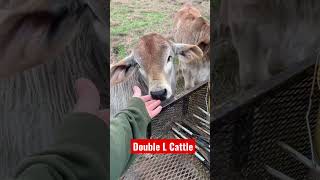 Teething baby Brahmans #brahman #shorts #cattlewomen