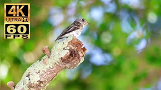 4K60 香港過境遷徙雀鳥：烏鶲 Transit migratory birds in Hong Kong : Dark-sided Flycatcher