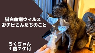 猫白血病（母子感染）キャリアの三兄妹の話。　　#猫白血病#死#保護猫