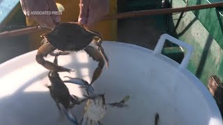 Italian fisherman battle predator crabs