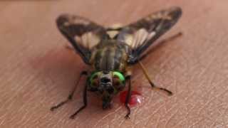 Chrysops deer fly feeding