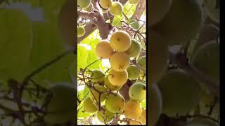 Cordia myxa ( Lasoora) #farming #lasoda