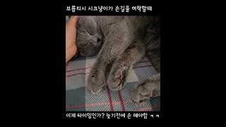 낮잠시간에만 허락되는 만짊타임 앗싸! #shorts #cat #고양이일상 #고양이브이로그 #시크냥이 #고양이