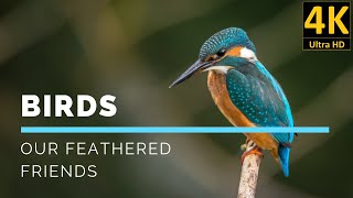 BIRDS - OUR FEATHERED FRIENDS in stunning 4K