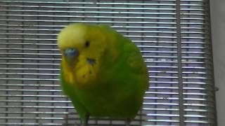 おしゃべりインコのピッピがしゃべるしゃべる！