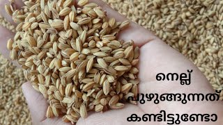 നെല്ലിൽ നിന്നും അരിയിലേക്ക് || How to make Rice from Paddy || Parboiled Rice