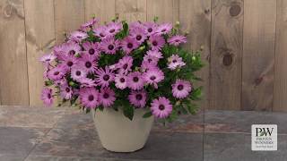 Bright Lights Pink Osteospermum